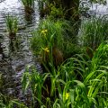 Sumpfschwertlilien Insel Rügen