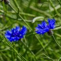 Insel Rügen, Kornblume (Cyanus segetum)