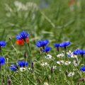 Insel Rügen, Kornblume (Cyanus segetum)