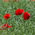 Insel Rügen, 
Klatschmohn (Papaver rhoeas)
