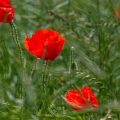 Insel Rügen, 
Klatschmohn (Papaver rhoeas)