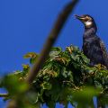 Kormoran (Phalacrocorax carbo)