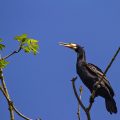 Kormoran (Phalacrocorax carbo)