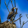 Kormoran (Phalacrocorax carbo)