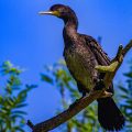 Kormoran (Phalacrocorax carbo)