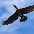 Kormoran (Phalacrocorax carbo)