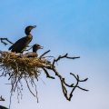 Kormoran (Phalacrocorax carbo)