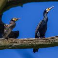 Kormoran (Phalacrocorax carbo)