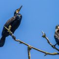 Kormoran (Phalacrocorax carbo)