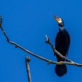 Kormoran (Phalacrocorax carbo)