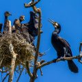 Kormoran (Phalacrocorax carbo)