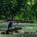 Kormoran (Phalacrocorax carbo)
