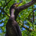 Kormoran (Phalacrocorax carbo)