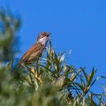 Dorngrasmücke (Sylvia communis)