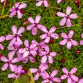 Stängelloses Leimkraut (Silene acaulis)