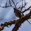 Bachstelze (Motacilla alba) im Brutkleid, Männchen