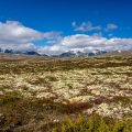 Dovrefjell, Norwegen