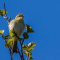 Zilpzalp (Phylloscopus collybita)