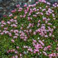 Gegenblättriger Steinbrech (Saxifraga oppositifolia)