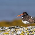 Austernfischer (Haematopus ostralegus)