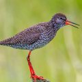 Rotschenkel (Tringa totanus)