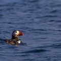 Papageitaucher (Fratercula arctica)