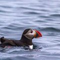 Papageitaucher (Fratercula arctica)