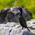 Krähenscharbe  (Phalacrocorax aristotelis)