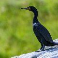 Krähenscharbe  (Phalacrocorax aristotelis)