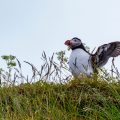 Papageitaucher (Fratercula arctica)
