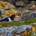 Austernfischer (Haematopus ostralegus)