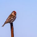Männlicher Birkenzeisig (Carduelis flammea)