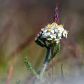 Gewöhnliche Wiesen-Schafgarbe (Achillea millefolium) mit Queller