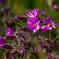 Rote Lichtnelke (Silene dioica)