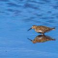 Alpenstrandläufer (Calidris alpina), Prachtkleid