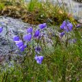 Glockenblumen in Hjeliskjaeret auf den Lofoten