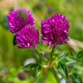 Wiesen-Klee oder Rotklee (Trifolium pratense)