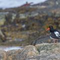 Austernfischer (Haematopus ostralegus)