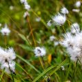 Wollgras (Eriophorum)