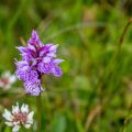 Skandinavisches Geflecktes Knabenkraut (Dactylorhiza maculata)