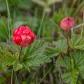 Moltebeere (Rubus chamaemorus)