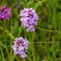 Skandinavisches Geflecktes Knabenkraut (Dactylorhiza maculata)