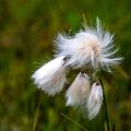 Wollgras (Eriophorum)