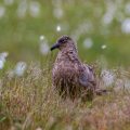 Skua auf der norwegischen Vogelinsel Runde (Stercorarius skua)