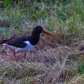 Austernfischer (Haematopus ostralegus)