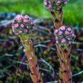 Dach-Hauswurz (Sempervivum tectorum)