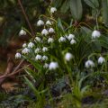 Frühlingsknotenblume (Leucojum vernum), Märzenbecher