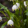 Frühlingsknotenblume (Leucojum vernum), Märzenbecher