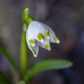Frühlingsknotenblume (Leucojum vernum), Märzenbecher