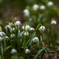 Frühlingsknotenblume (Leucojum vernum), Märzenbecher